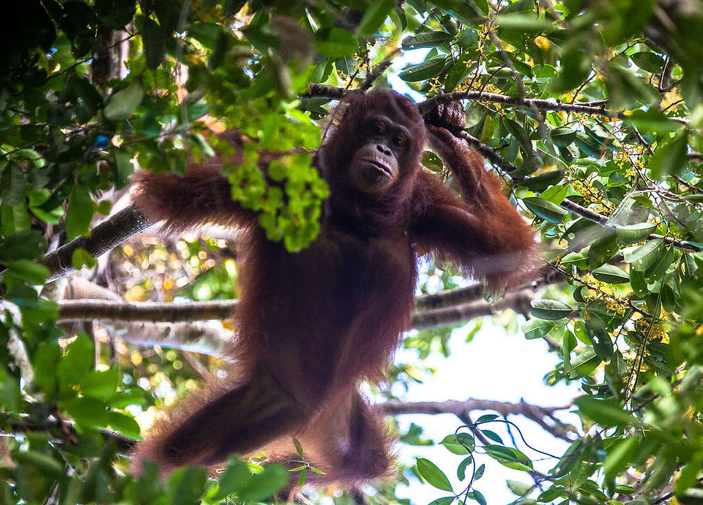 Orangutan at Gunung Palung National Park in West Kalimantan © Jurnasyanto Sukarno / Greenpeace
