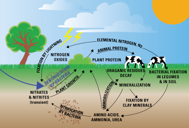 Graphic of the nitrogen cycle