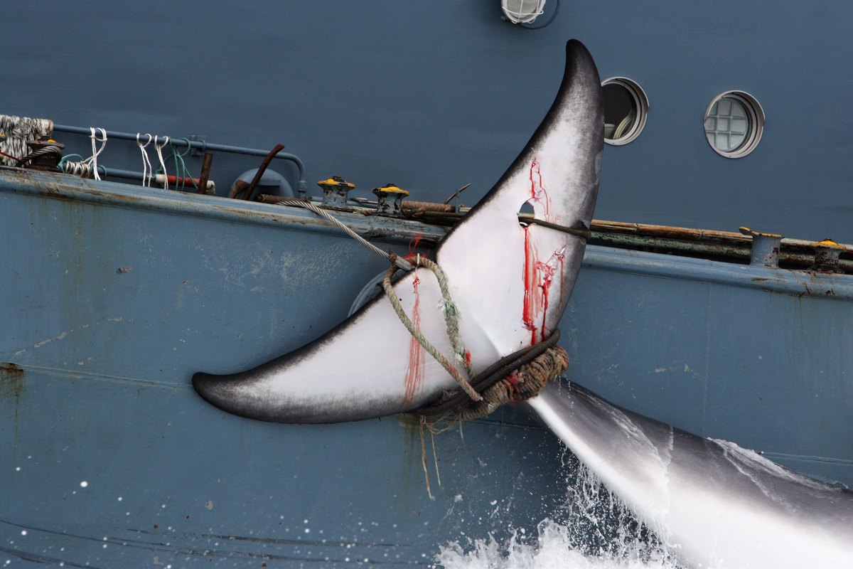 Whale secured alongside the Yushin Maru No.2 catcher ship from the Japanese whaling fleet. (2006) © Greenpeace / Kate Davison
