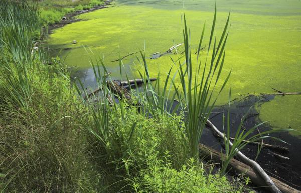 Eutrophic lake