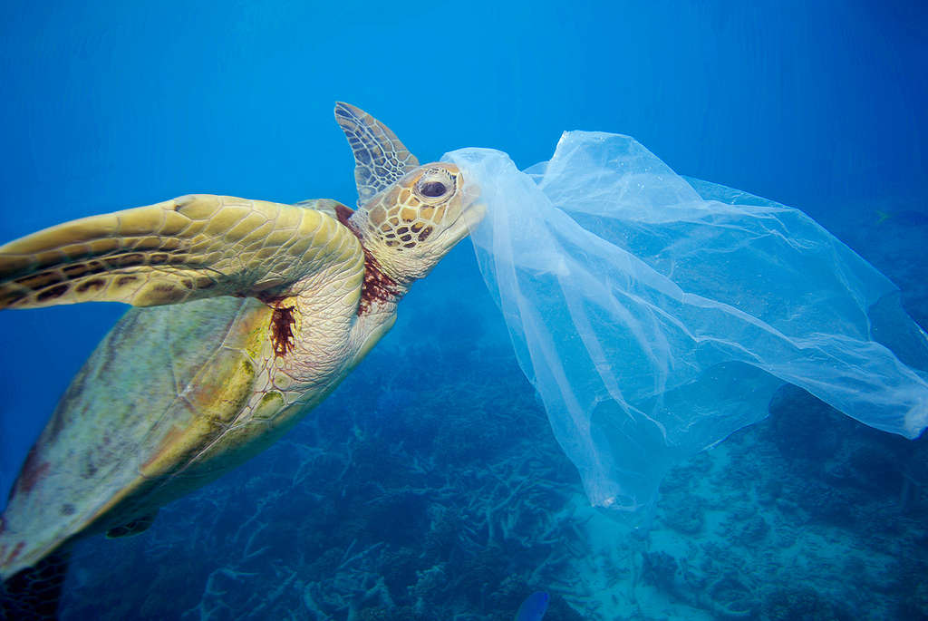 Underwater image of a turtle with plastic on his head. (2006) © Troy Mayne / Oceanic Imagery Publications