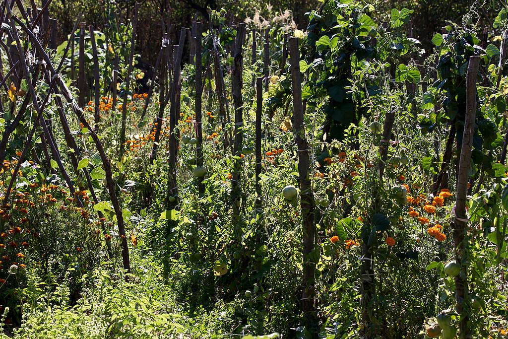 Permaculture farm in Bulgaria © Ivan Donchev / Greenpeace