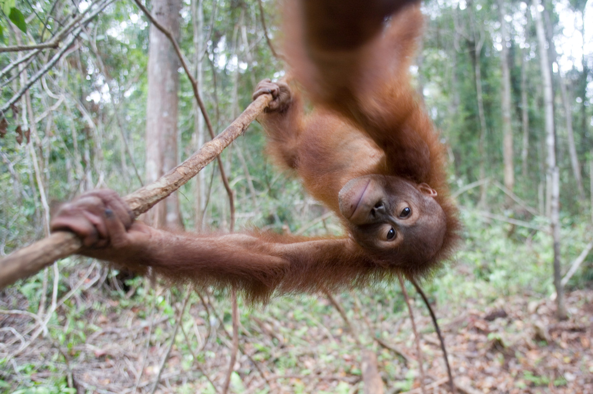 Orangutan at Borneo Orangutan Survival Foundation © Greenpeace / Natalie Behring