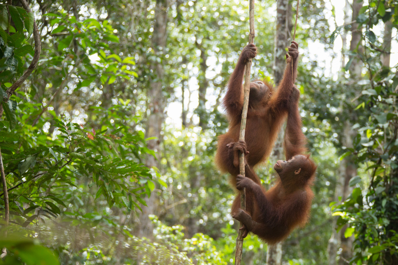 Orangutans at BOS Nyaru Menteng Orangutan Rescue Center in Indonesia © Bjorn Vaugn / BOSF / Greenpeace