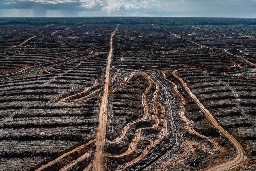 Deforestation in Papua, Indonesia, 2018