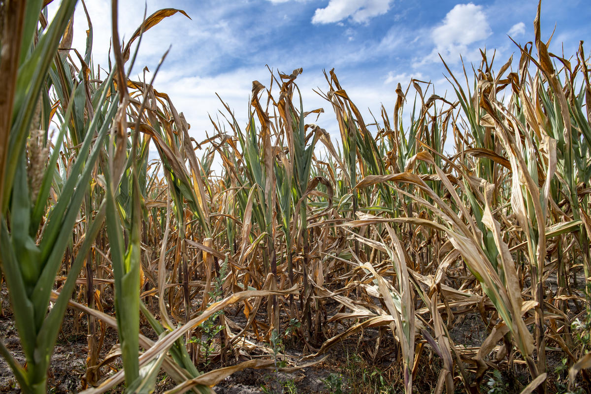 Corn cobs unable to reach maturity stage due to intense heat and prolonged dry spell in Southern Denmark close to the German border near Flensburg. © Bente Stachowske / Greenpeace