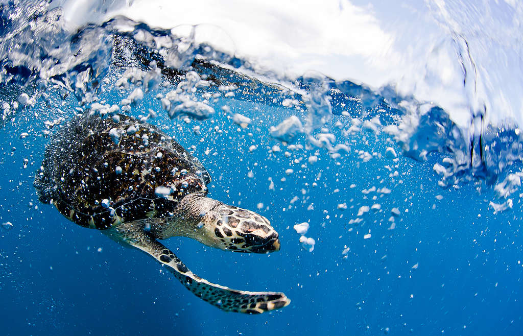 Hawksbill Turtle in Indonesia. © Paul Hilton