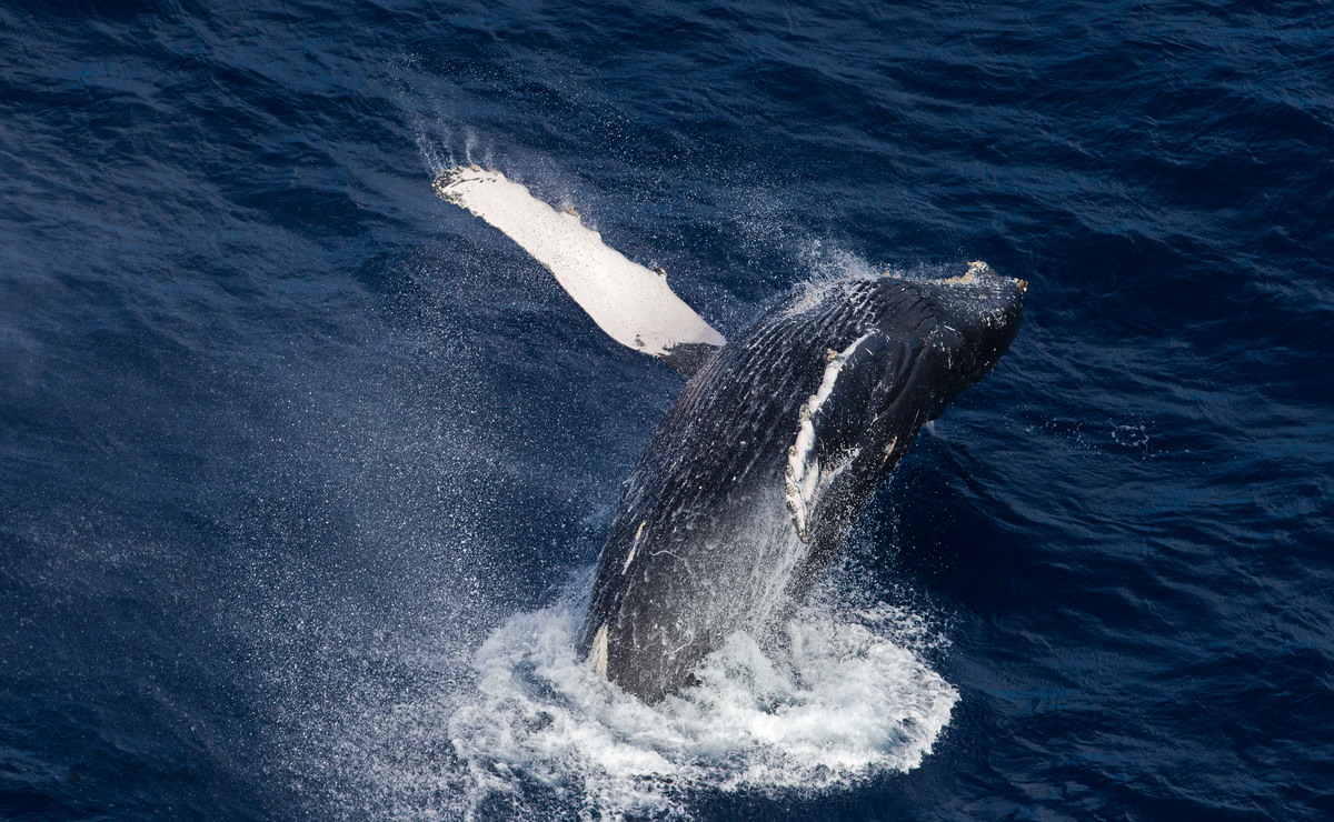 Humpback Whale in the Indian Ocean. © Paul Hilton
