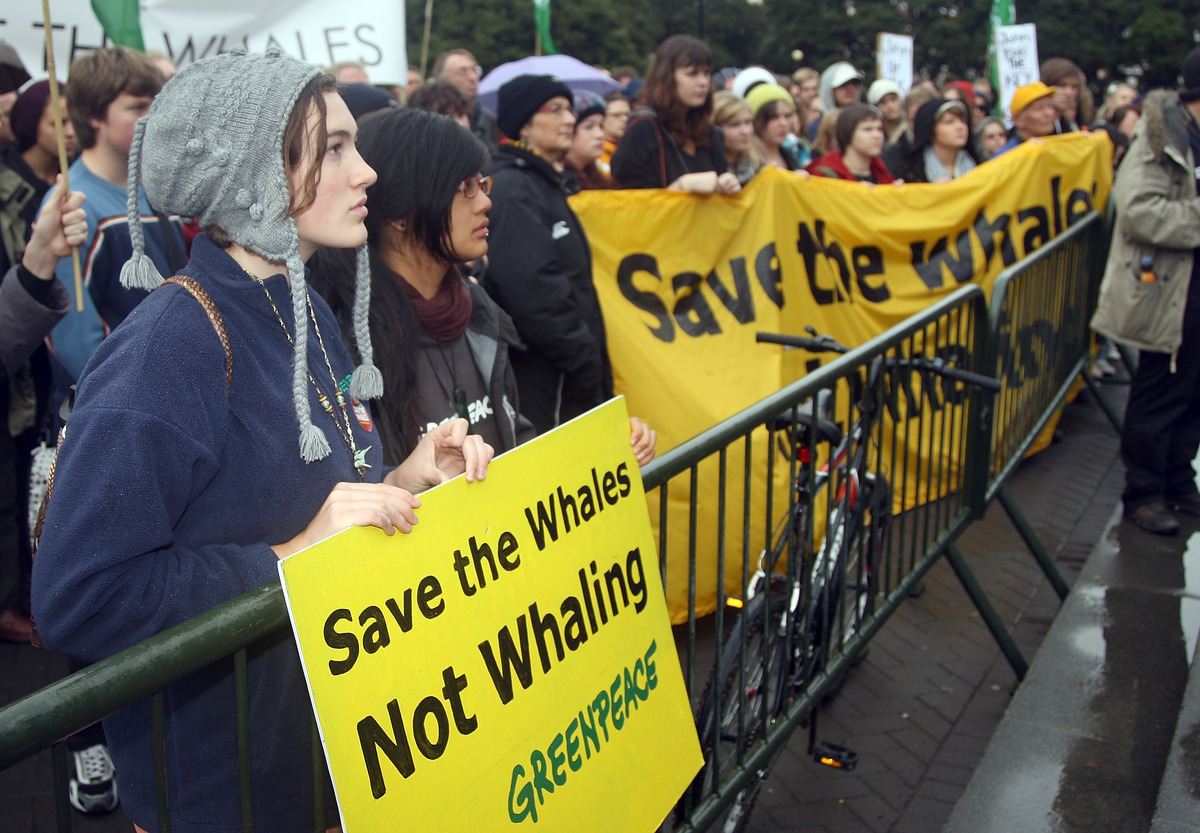 Save the Whales Rally in Wellington © Greenpeace / Marty Melville