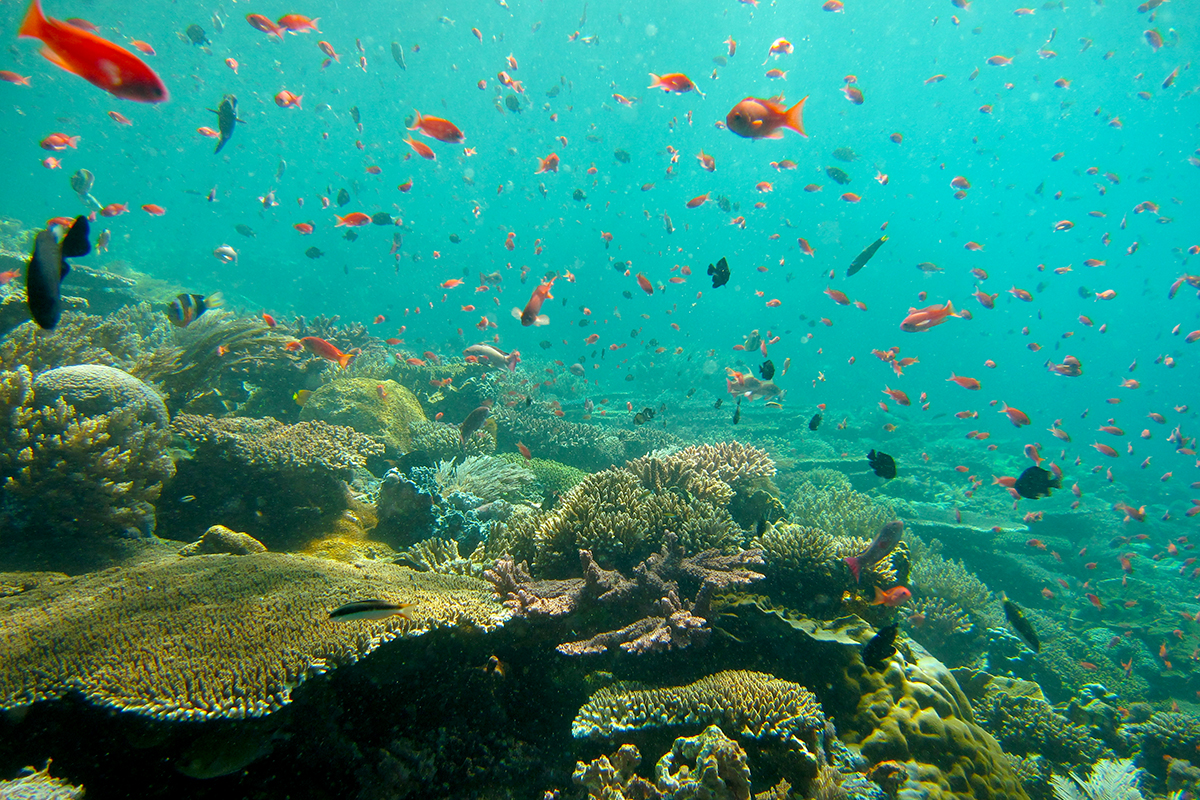 Coral Reef in the Andaman Sea, Thailand © Torben Lonne