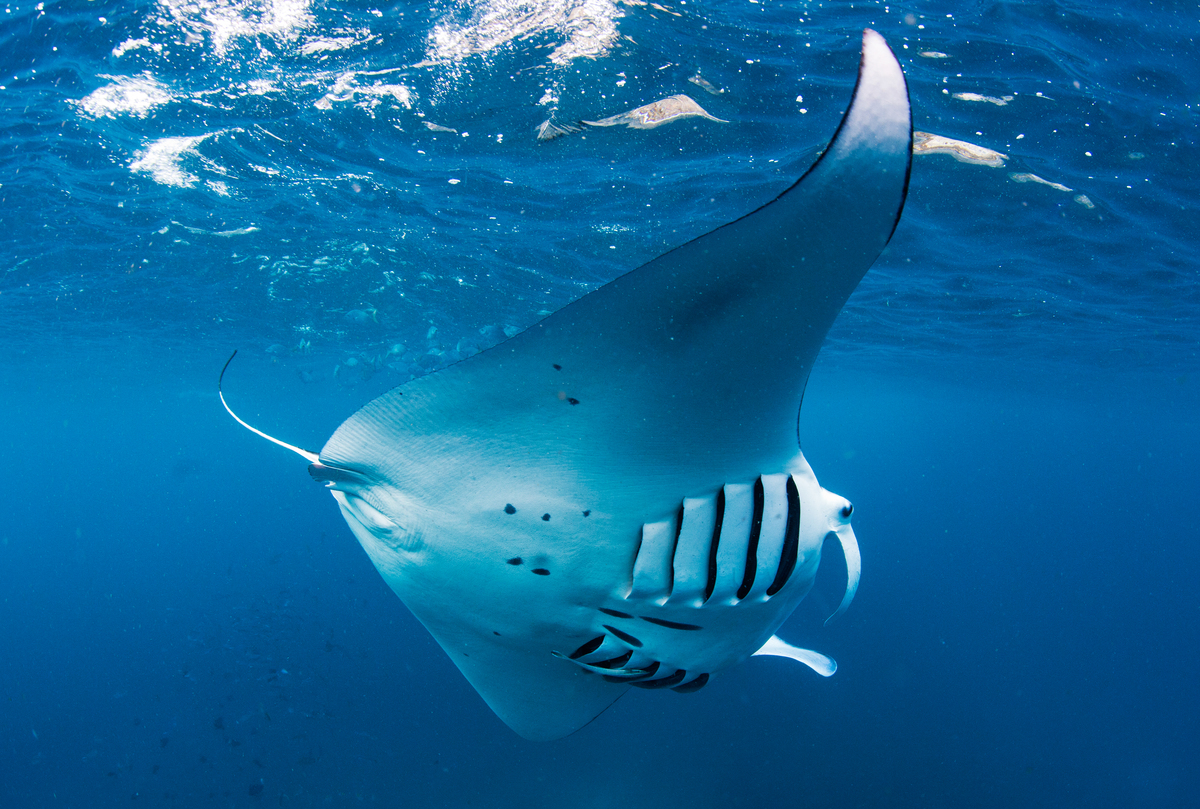 Manta Ray off the Coast of Nusa Penida. © Paul Hilton
