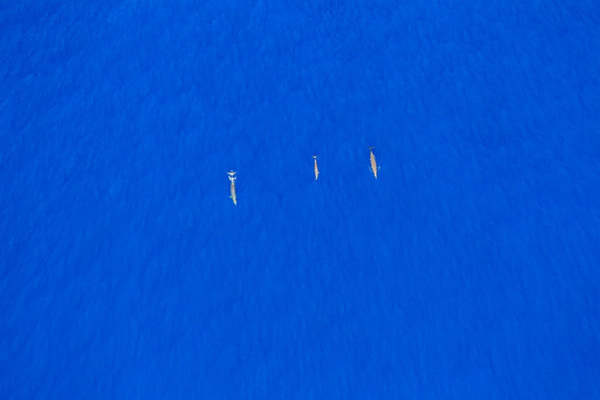 Beaked Whales in the Pacific Ocean © Paul Hilton / Greenpeace