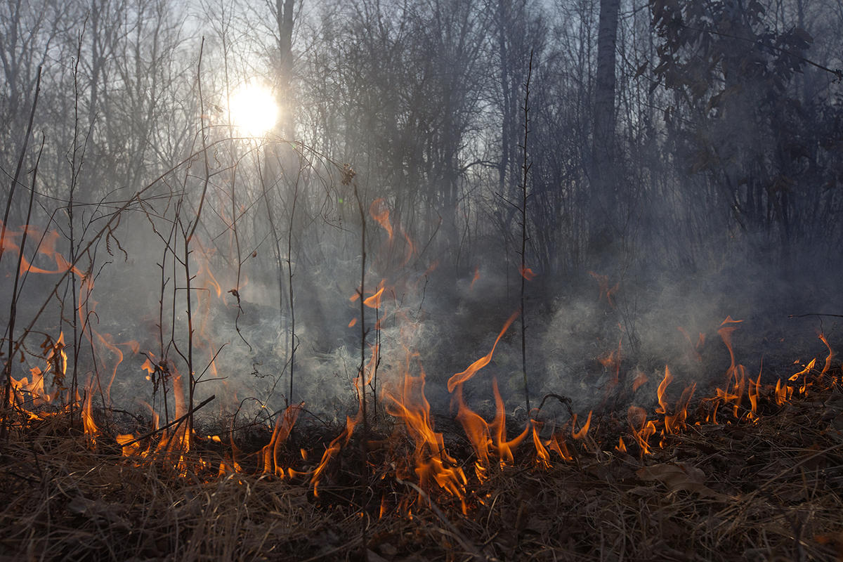 Wild Fires in Amur Region, Russia © Maria Vasilieva / Greenpeace