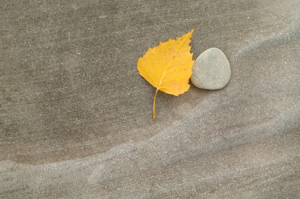 Leaf and Stone in Siberia © Markus Mauthe / Greenpeace