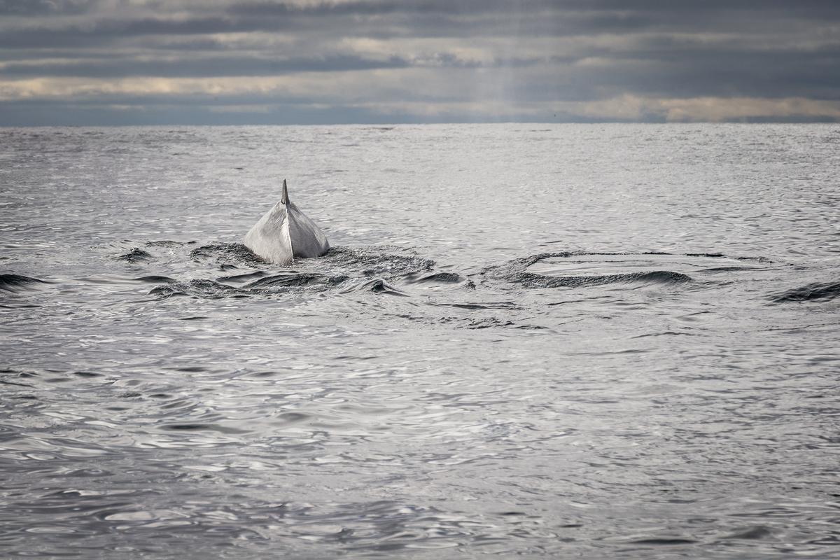 A Fin Whale Surfaces in the Barents Sea. © Nick Cobbing