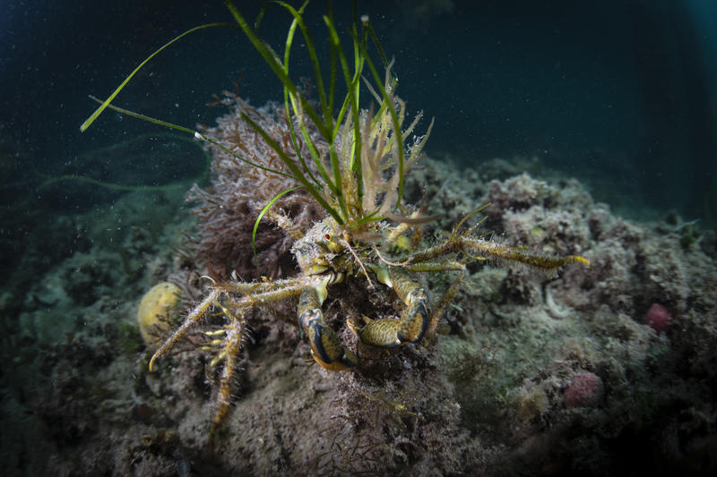 Decorator Crab in the Great Australian Bight Decorator Crab in the Great Australian Bight