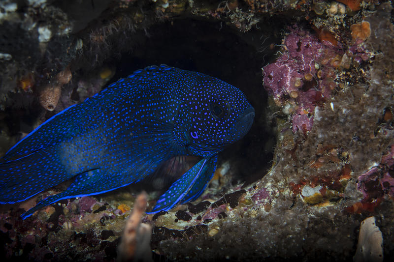 Southern Blue Devil in the Great Australian Bight