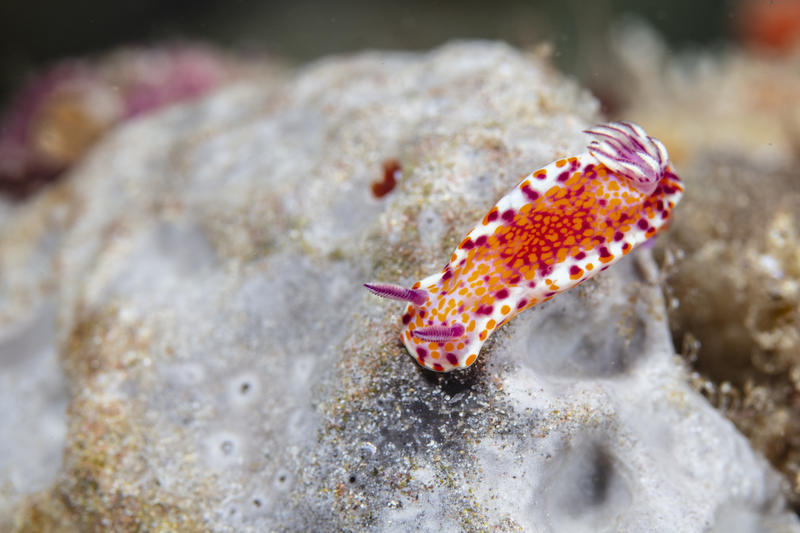 Clown nudibranch in the Great Australian Bight Clown nudibranch in the Great Australian Bight