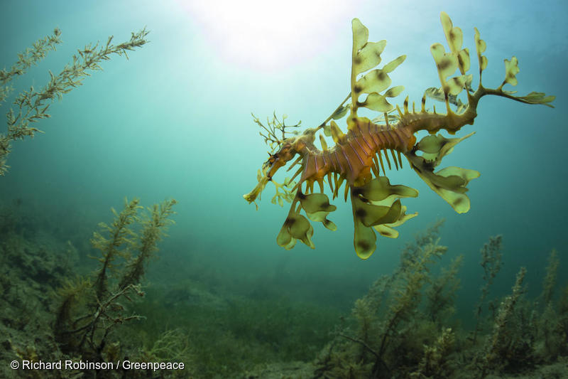 Leafy Seadragon in the Great Australian Bight