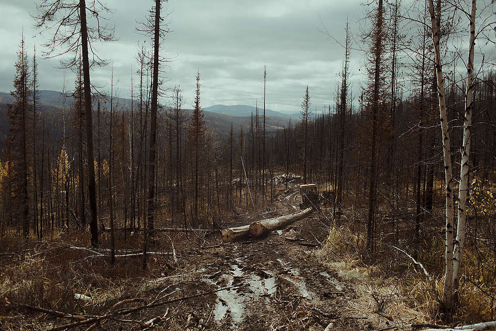 Boreal Wildfire Aftermath in Russia © Denis Sinyakov / Greenpeace