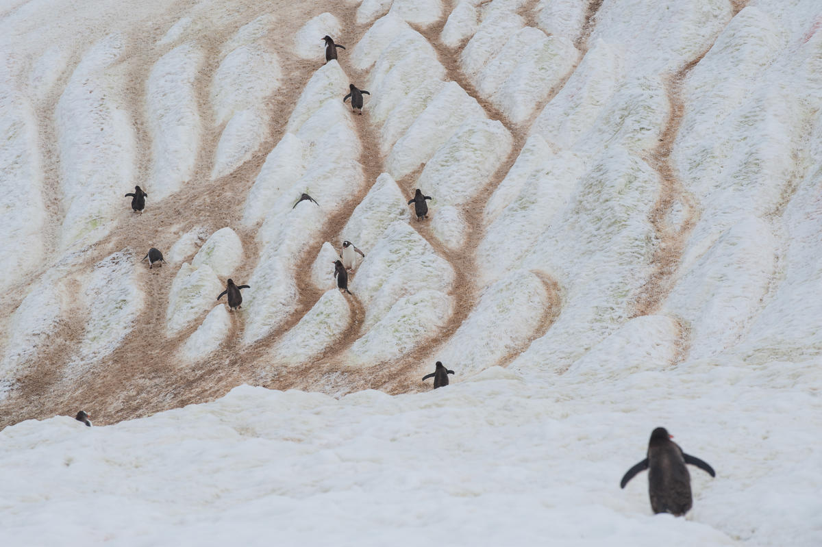 Gentoo Penguins on Danco Island. © Esther Horvath