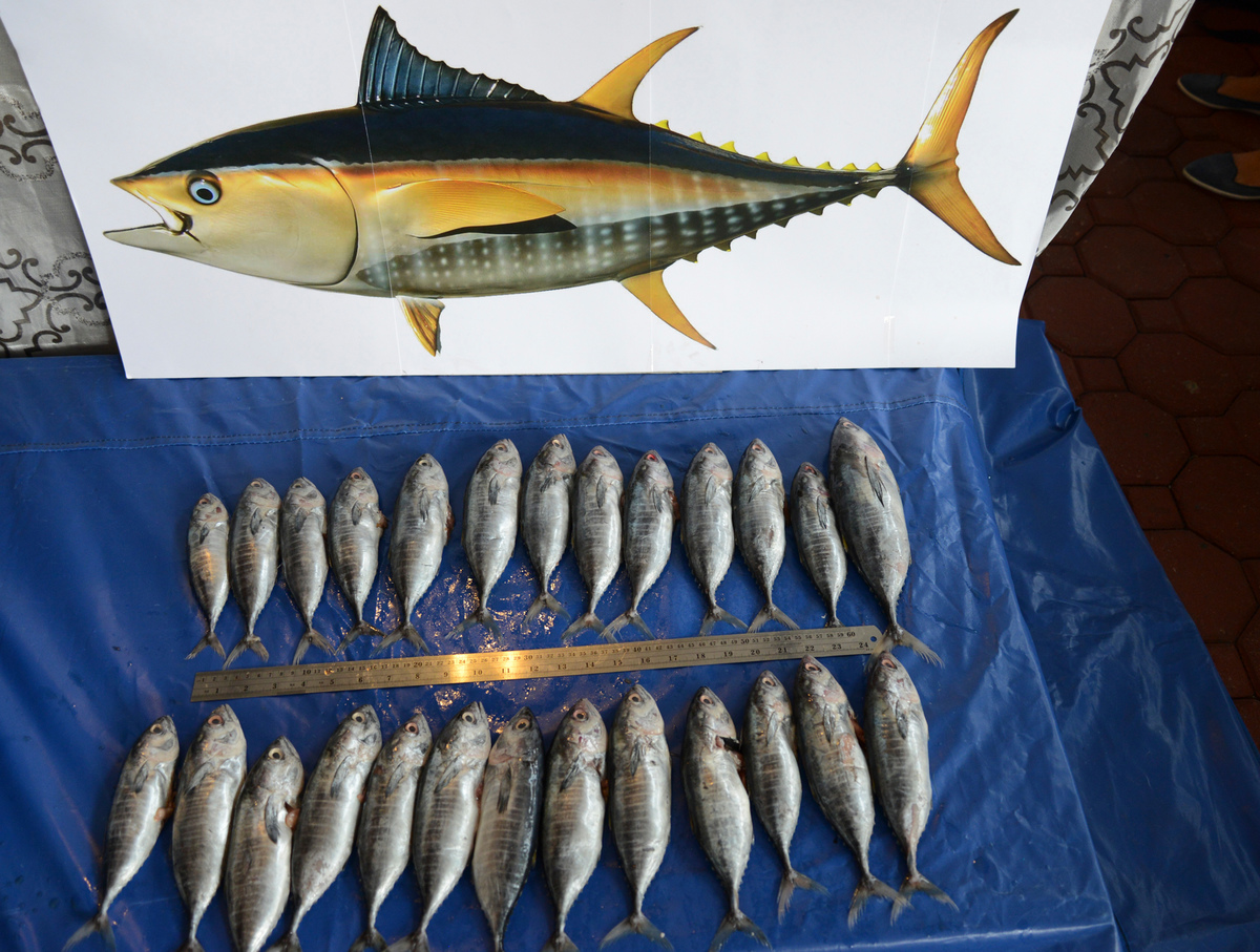 Juvenile Tuna Bycatch Exposé in the Philippines. © Pat Roque