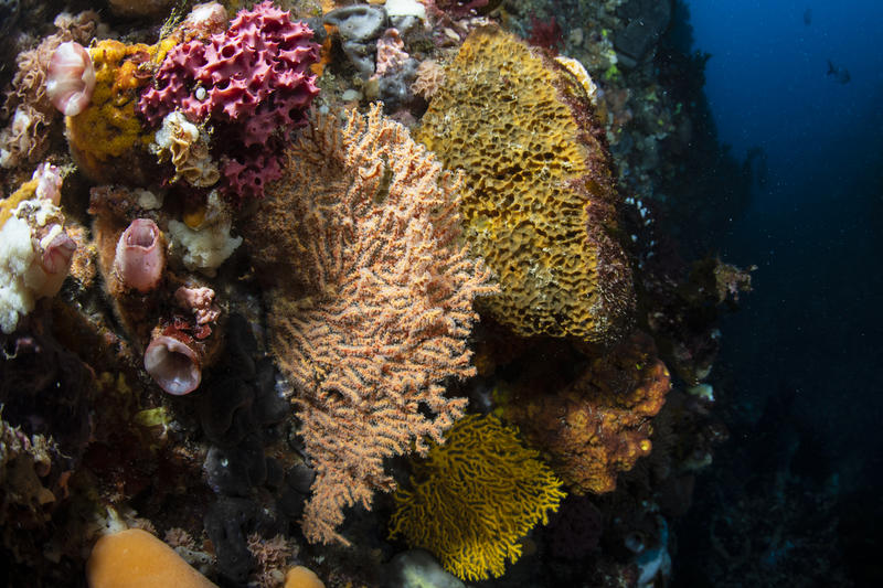 Gorgonian Fans and Sponges in the Great Australian Bight