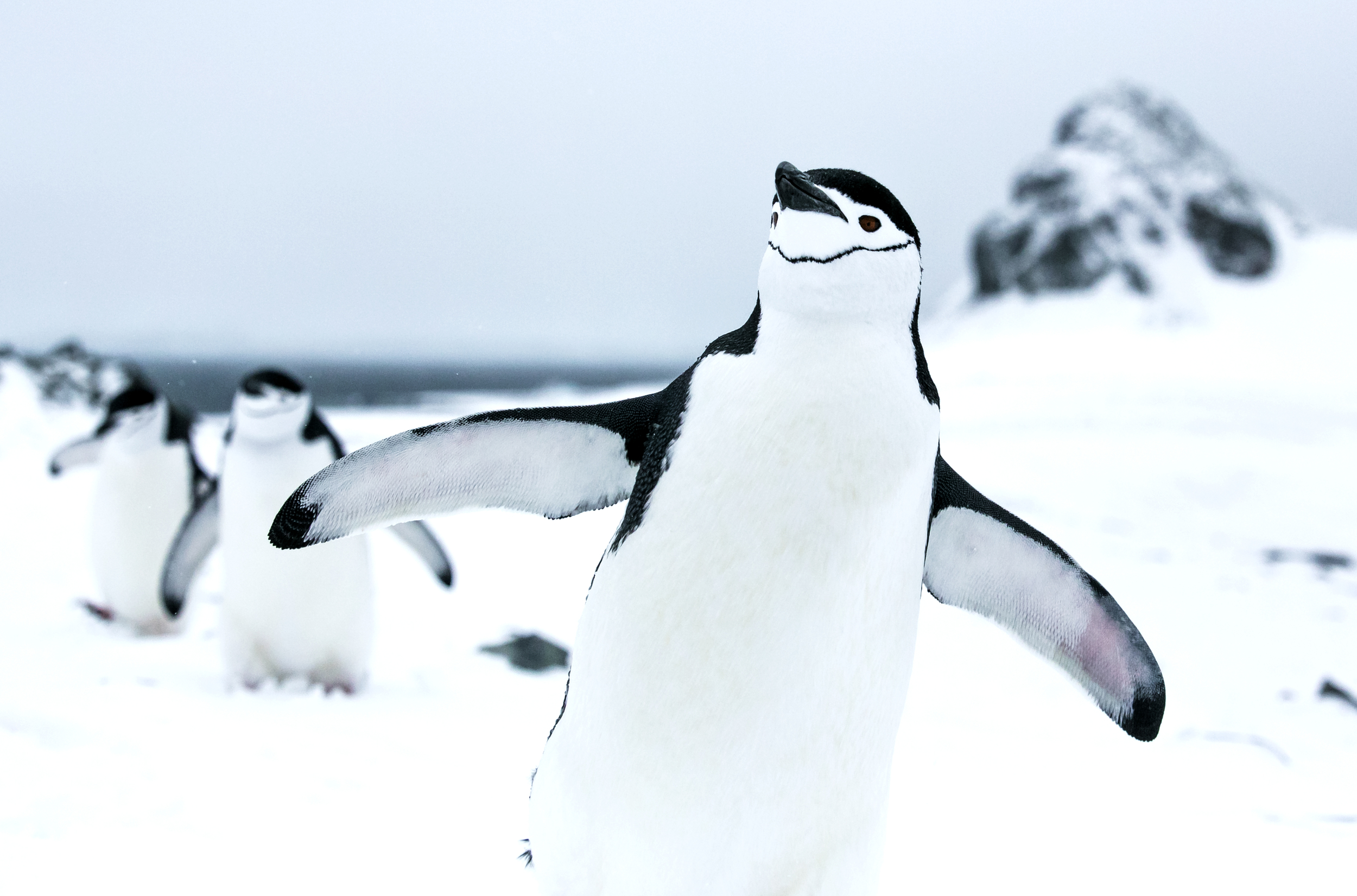Chinstrap Penguins in the Antarctic © Paul Hilton / Greenpeace