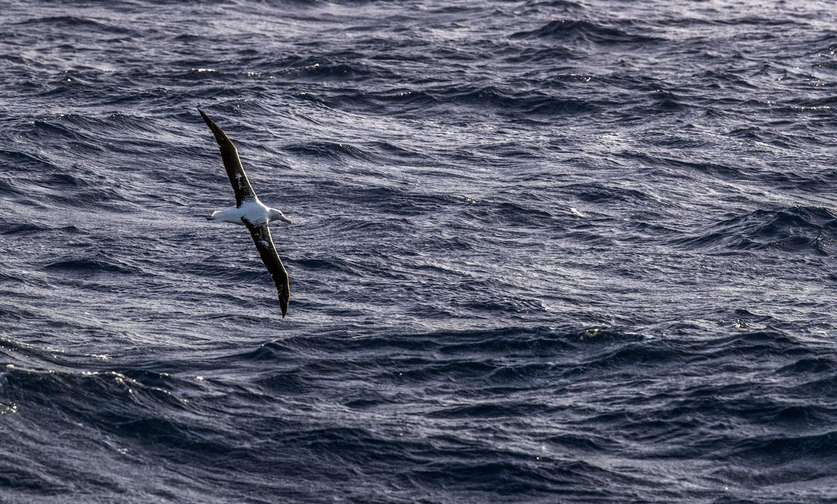 Wandering Albatross in the Antarctic © Paul Hilton / Greenpeace Wandering Albatross in the Antarctic © Paul Hilton / Greenpeace