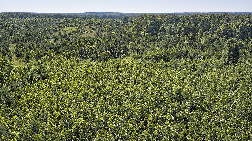 Russian Forest © Tatiana Khakimulina/Greenpeace