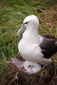 White-capped Albatross and Chick in New Zealand © Greenpeace / Dave Hansford White-capped Albatross and Chick in New Zealand © Greenpeace / Dave Hansford