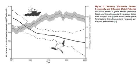 declining sea seabird David Grémillet declining worldwide seabird community © David Grémillet by David Grémillet