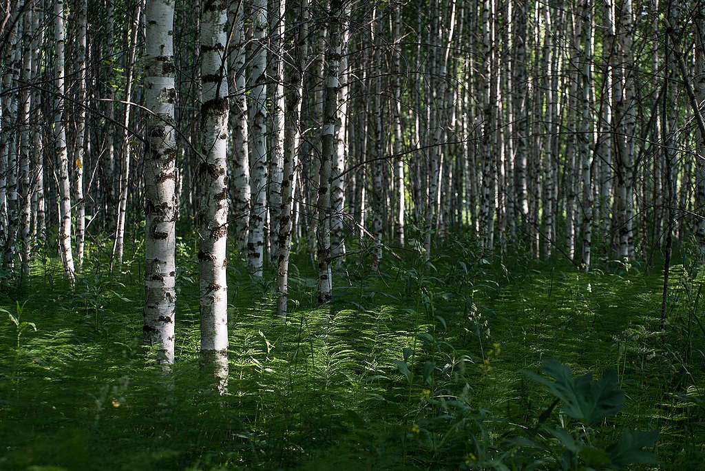 Young "illegal" forest on agricultural lands ©Yulia Petrenko/Greenpeace Young "illegal" forest on agricultural lands ©Yulia Petrenko/Greenpeace