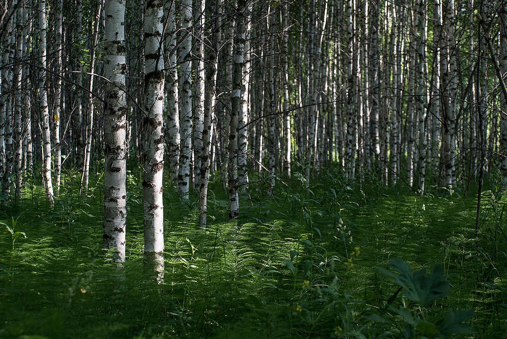 Young "illegal" forest on agricultural lands ©Yulia Petrenko/Greenpeace