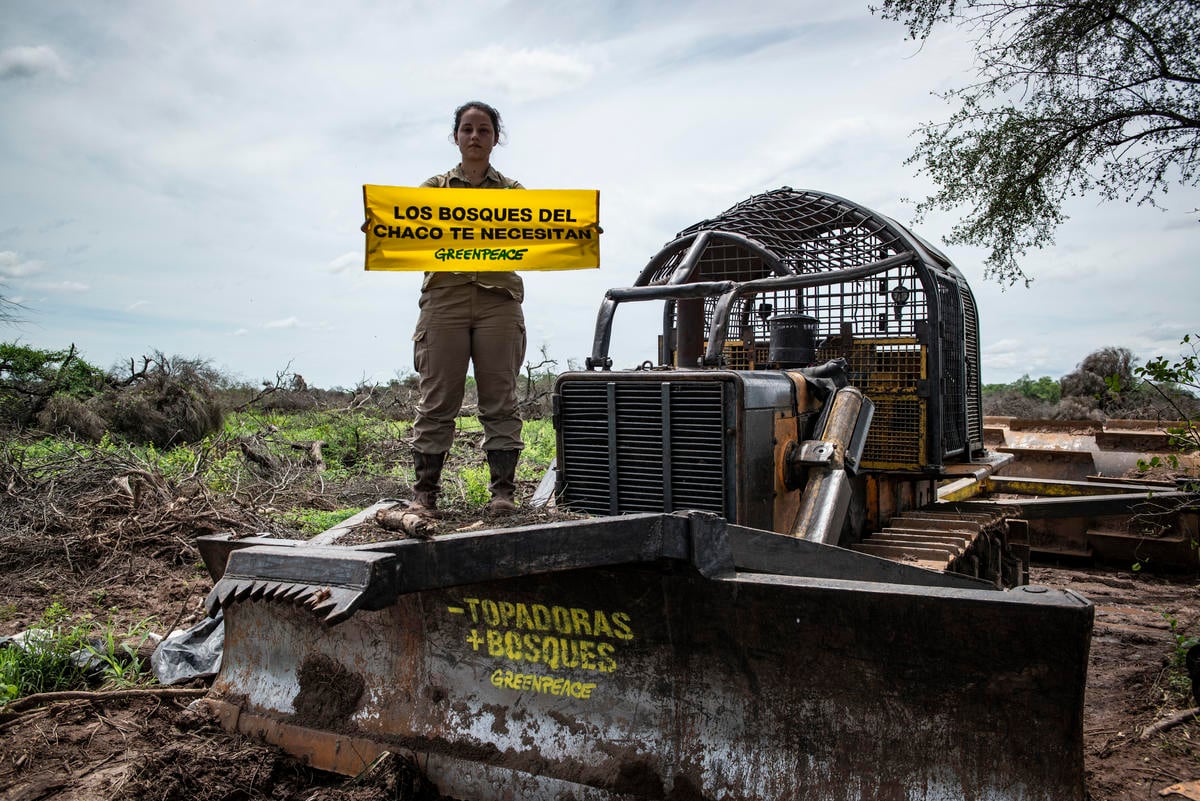 Illegal Deforestation in North Argentina © Martin Katz / Greenpeace