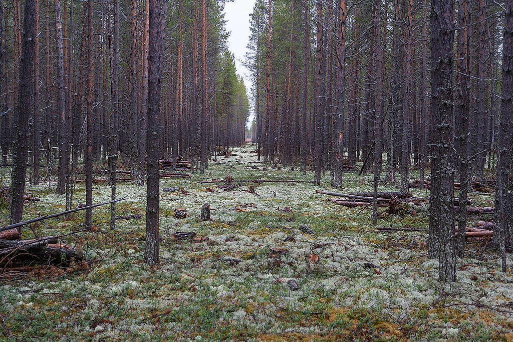 A path cut through the trees © Igor Podgorny / Greenpeace