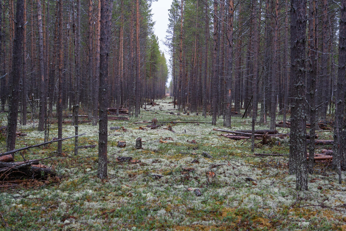 A path cut through the trees