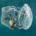 A crab was trapped inside a discarded Zagu milktea cup in Verde Island Passage