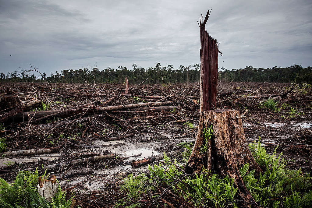 Deforestation for palm oil Indonesia © Ulet Ifansasti / Greenpeace Deforestation for palm oil Indonesia © Ulet Ifansasti / Greenpeace
