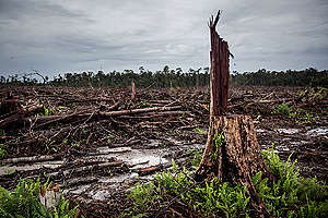 Deforestation for palm oil Indonesia © Ulet Ifansasti / Greenpeace