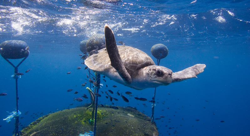 Turtle and FAD in East Pacific Ocean © Alex Hofford / Greenpeace