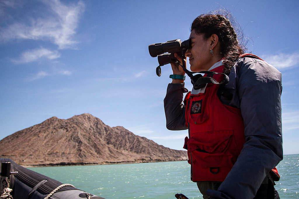 Vaquita Habitat Investigation in Mexico. © Carlos Aguilera / Greenpeace