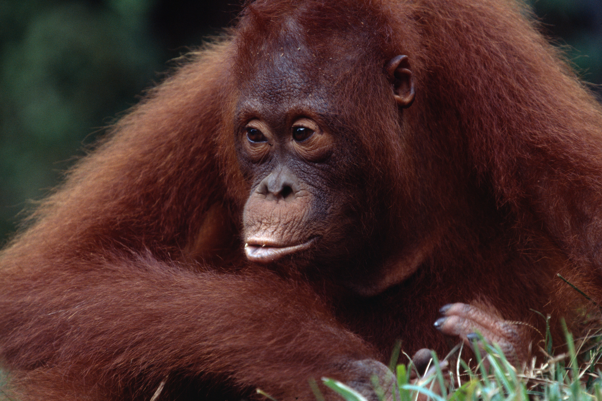 Orangutan, Borneo, Indonesia. © Greenpeace / Takeshi Mizukoshi