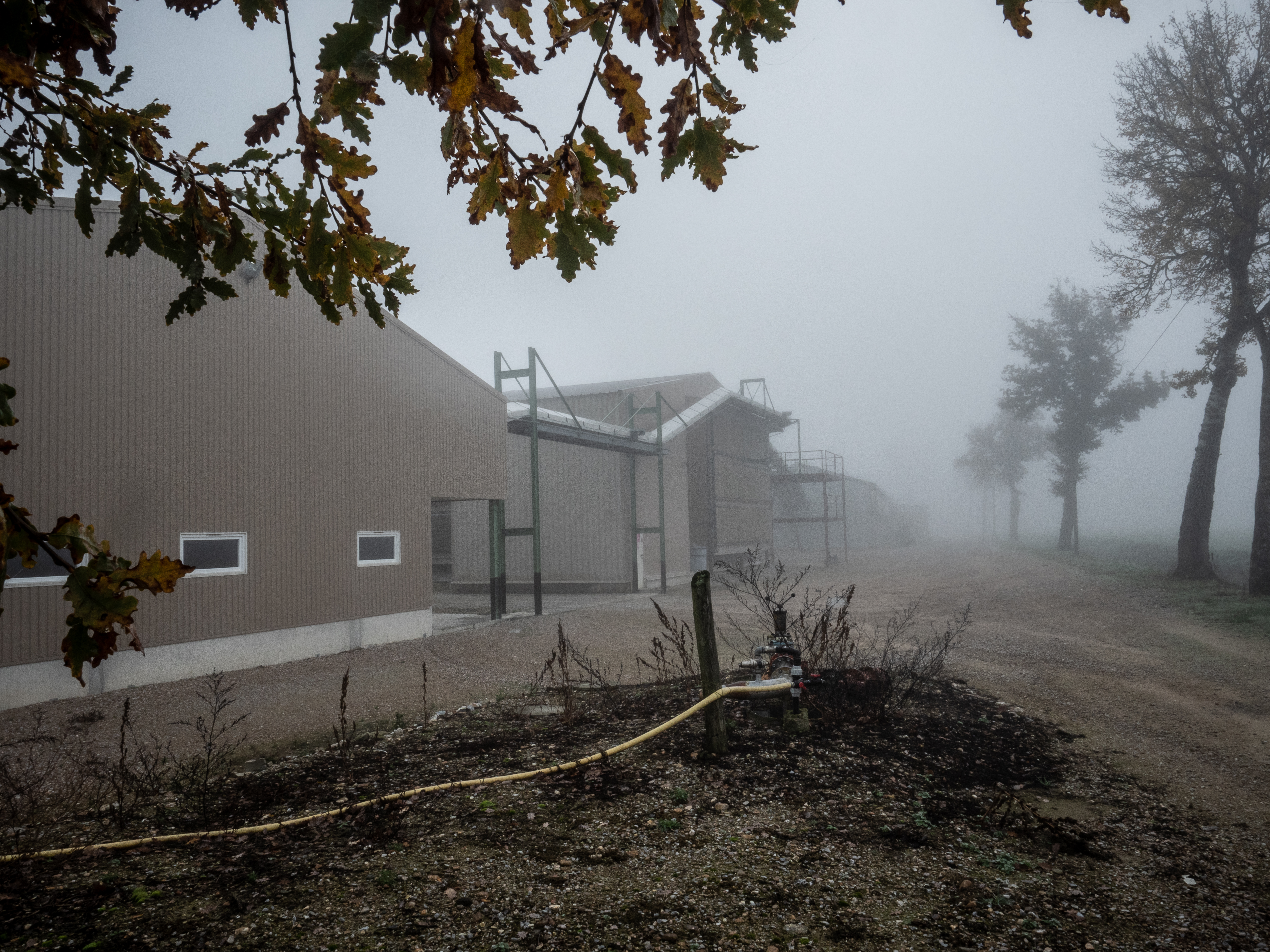 The egg-laying hen factory farm near Lescout, France © Greenpeace / Wildlight