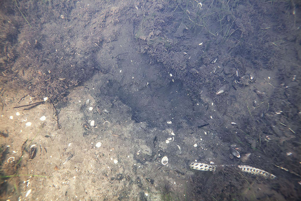 'Dead zone' in the Baltic sea 'Dead zone' in the Baltic sea © Timo Kleinerüschkamp / Greenpeace