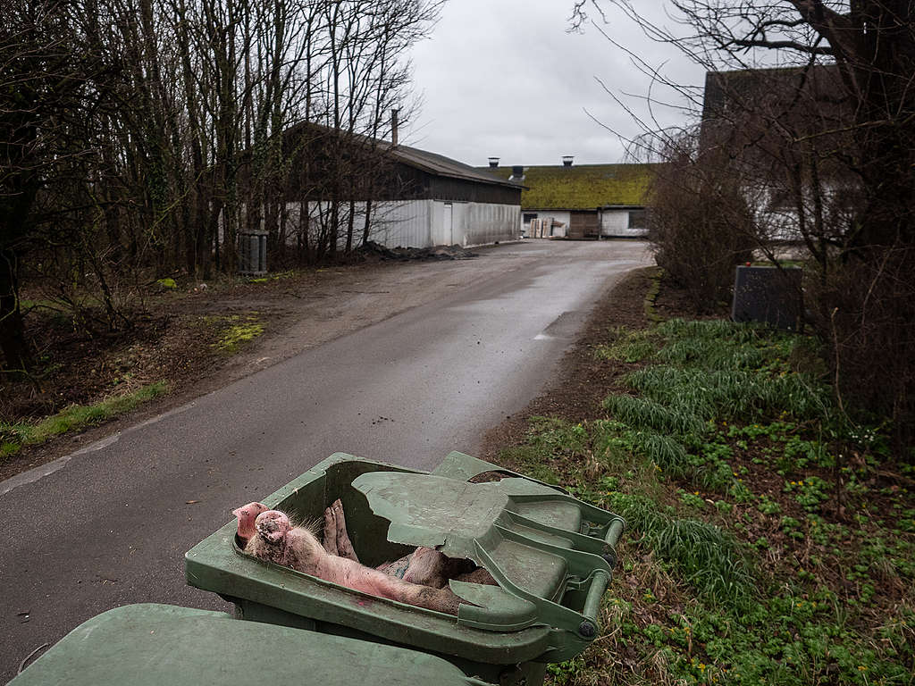 Dead pigs dumped outside a Danish factory farm © Greenpeace / Wildlight Dead pigs dumped outside a Danish factory farm © Greenpeace / Wildlight