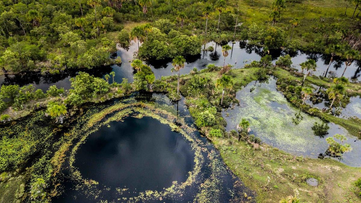Cerrado Biome in Brazil. © Fernanda Ligabue / Greenpeace Cerrado Biome in Brazil. © Fernanda Ligabue / Greenpeace