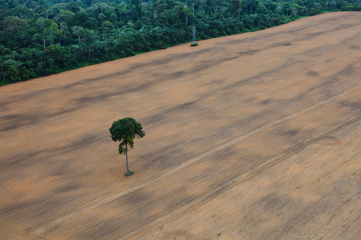 Deforested area in the Amazon © Daniel Beltrá / Greenpeace
