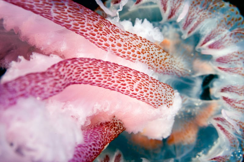 Mauve Stinger Jellyfish - Deep Sea Life in the Azores. © Greenpeace / Gavin Newman