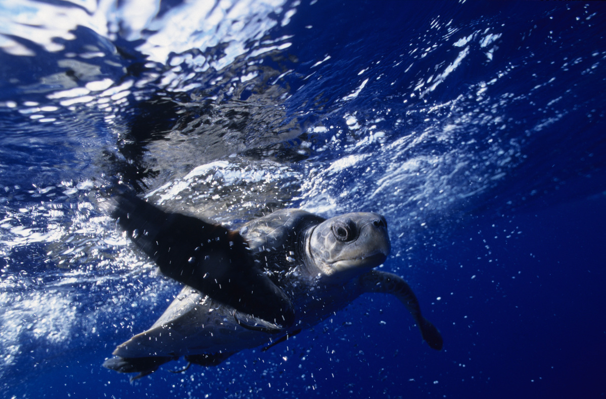 Fisheries in the Western Pacific Ocean. © Greenpeace / Roger Grace